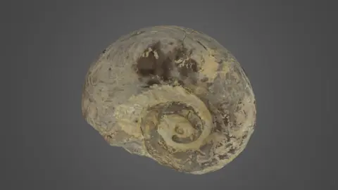 Picture of a 3D scanned Fossil